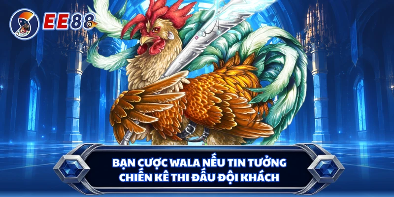 Bạn cược Wala nếu tin tưởng chiến kê thi đấu đội khách